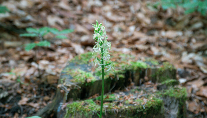 Eine einzelne Zweiblättrige Waldhyazinthe