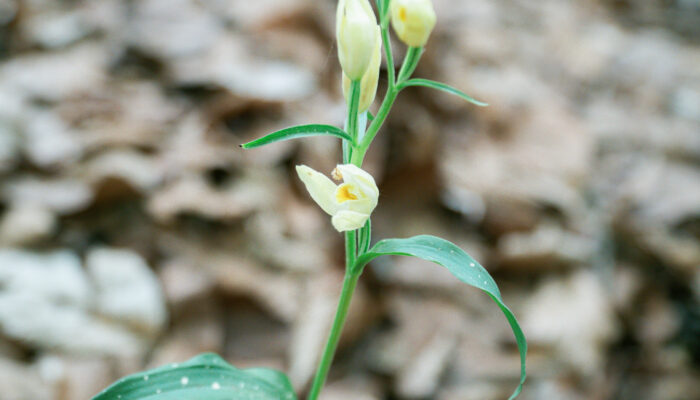 Detailaufnahme des Weißen Waldvögleins