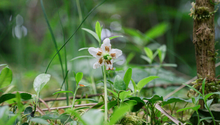 Großaufnahme des Einbluetigen Wintergruens