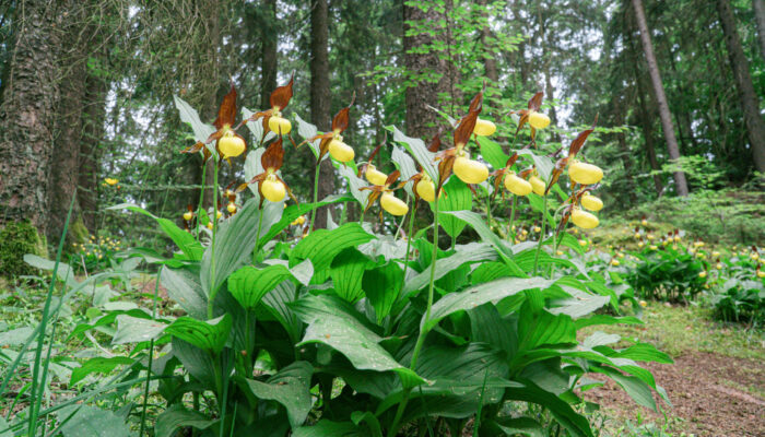 Bild eines Strauches des Gelben Frauenschuhs