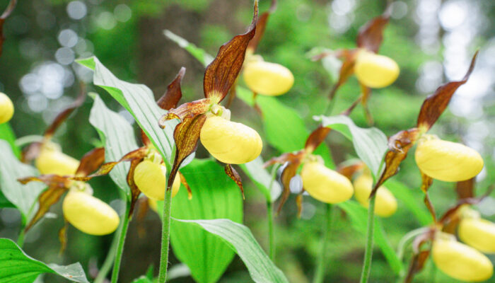 Detailaufnahme der Blüte des Gelben Frauenschuhs
