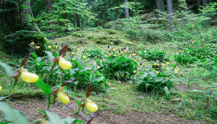Bild von einem kleinen Feld Gelber Frauenschuh