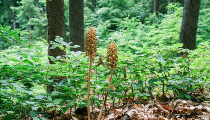 Blütenstamm des Vogel-Nestwurz