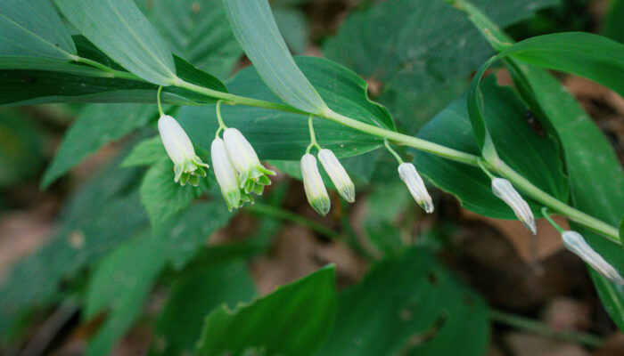 Blüten vom Echten Salomonssiegel