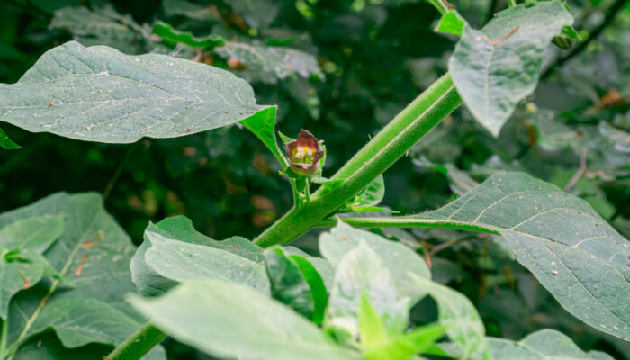 Blüte der Gelben Tollkirsche
