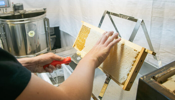 Das Bienenwachs wird von den Bienenwaben abgeschabt, dieser Prozess wird auch Abdeckeln genannt.