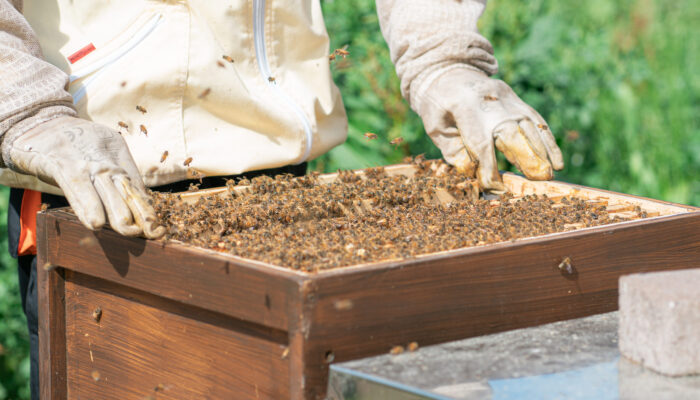 Geöffnete Bienenkiste mit mehreren Wabenrahmen und vielen Bienen.