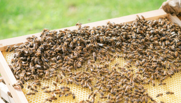 Viele Arbeiterbienen, sogenannte Drohnen, beim Bau der Waben in den Wabenrahmen