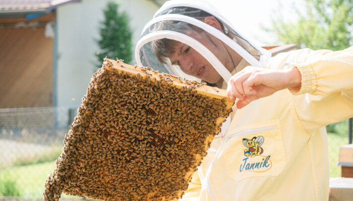 Jungimker Jannik im Schutzanzug, wie er eine Wabenkassette mit Bienen begutachtet