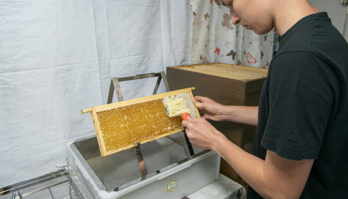 Jungimker Jannik deckelt die Waben ab, damit der Honig aus den Waben geschleudert werden kann.