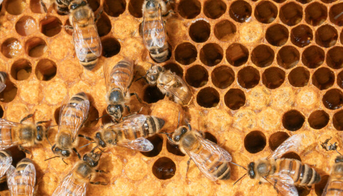 Nahaufnahme von Bienen auf Honigwaben beim Prozess des Schlüpfens