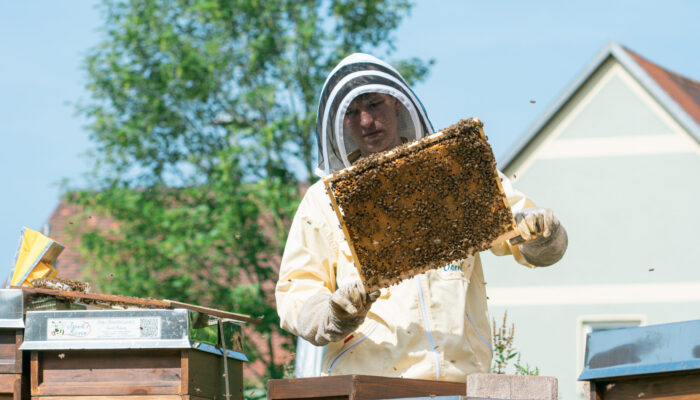 Jungimker Jannik im Schutzanzug, wie er eine Wabenkassette mit Bienen begutachtet