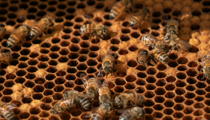 Detailaufnahme von Bienen auf Honigwaben