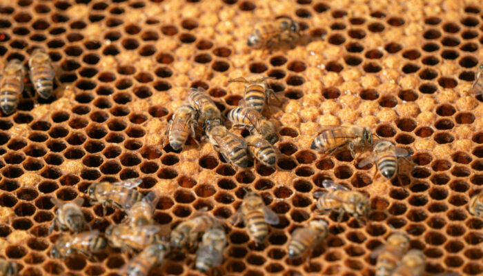 Detailaufnahme von Bienen auf Honigwaben